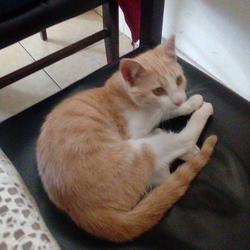 anjhelybellidoportella