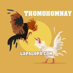 thomohomnaylapalopa